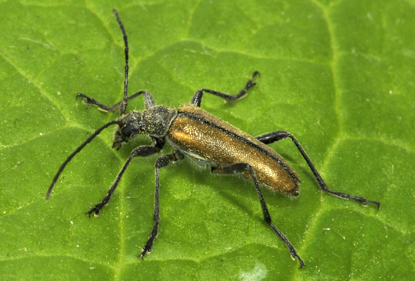 Cerambycidae: Cortodera humeralis